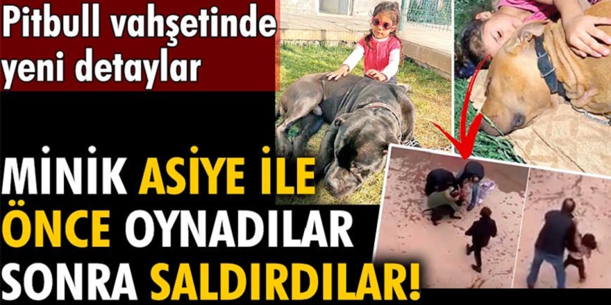 Gaziantep'te yaşanan Pitbull vahşetinde yeni detaylar ortaya çıktı! Pitbullar minik Asiye ile saldırı öncesi fotoğrafları çıktı...